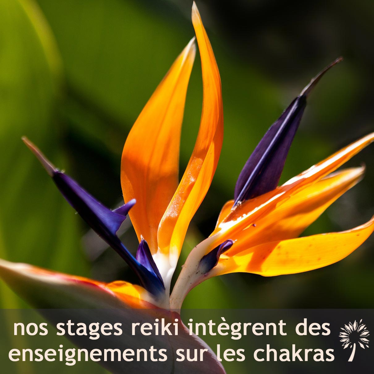 Formations Reiki et chakras