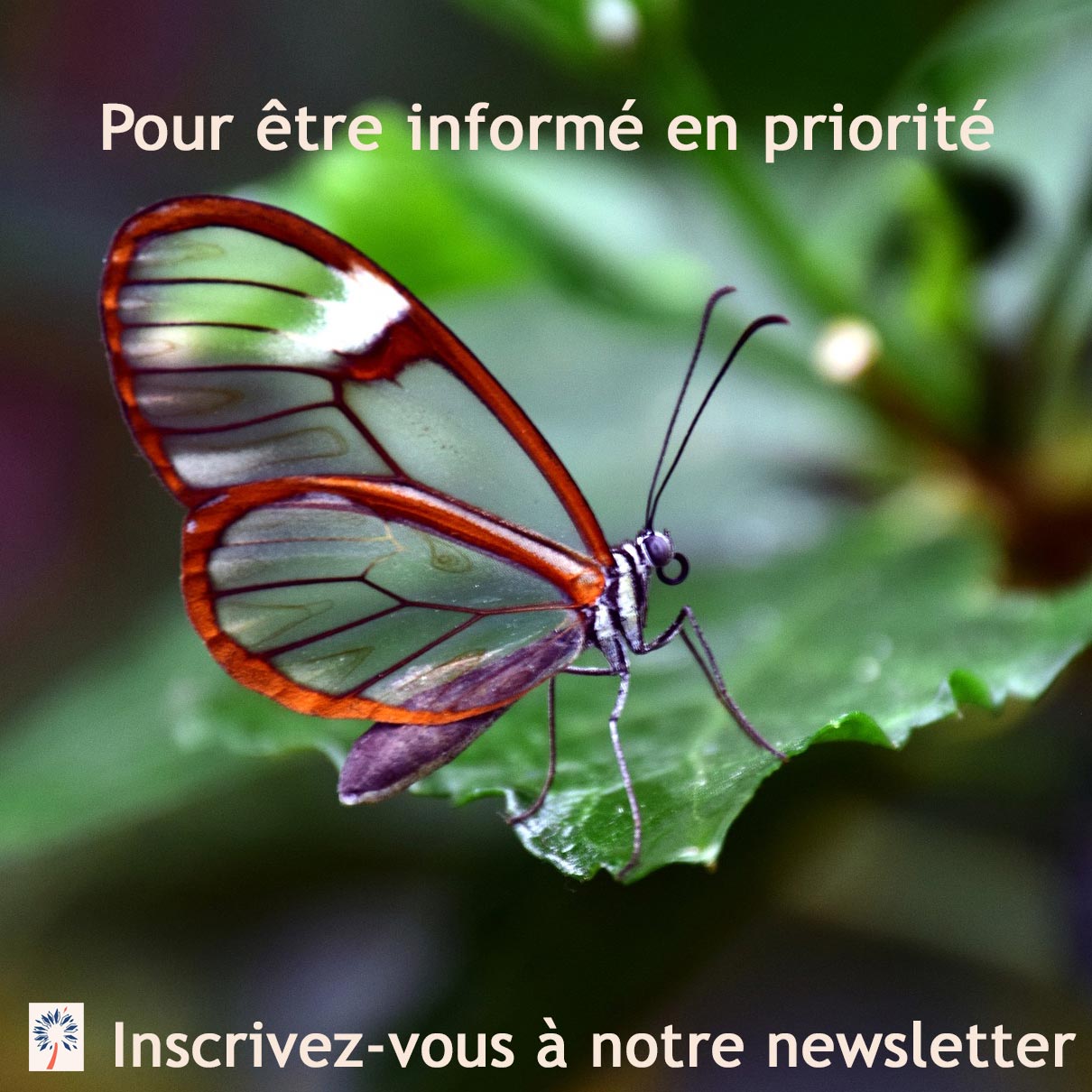 Newsletter Reiki Usui