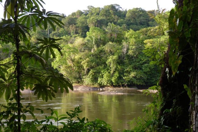 Montagne d'or, un projet destructeur de l'Amazonie Française