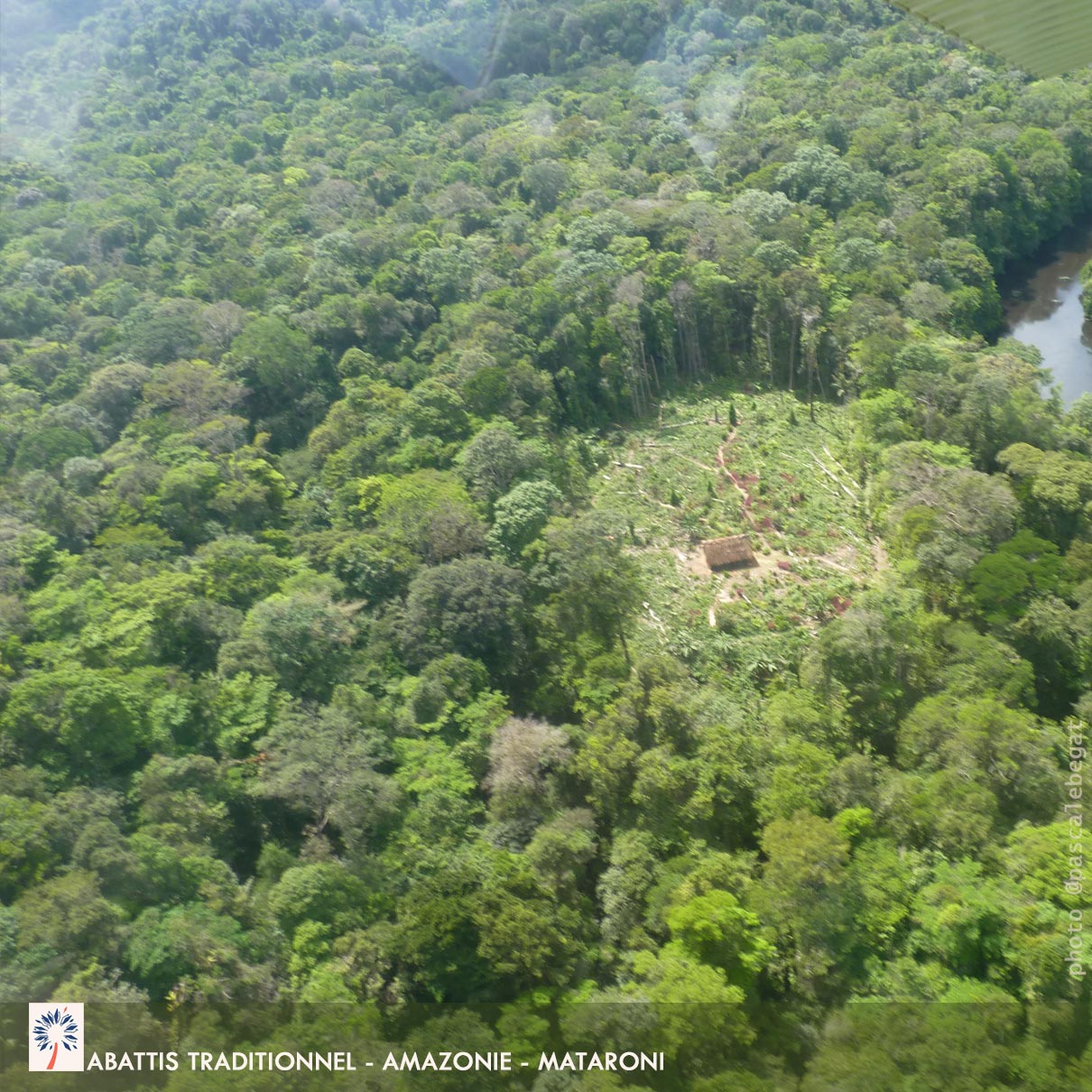 Abattis traditionnel - Amazonie