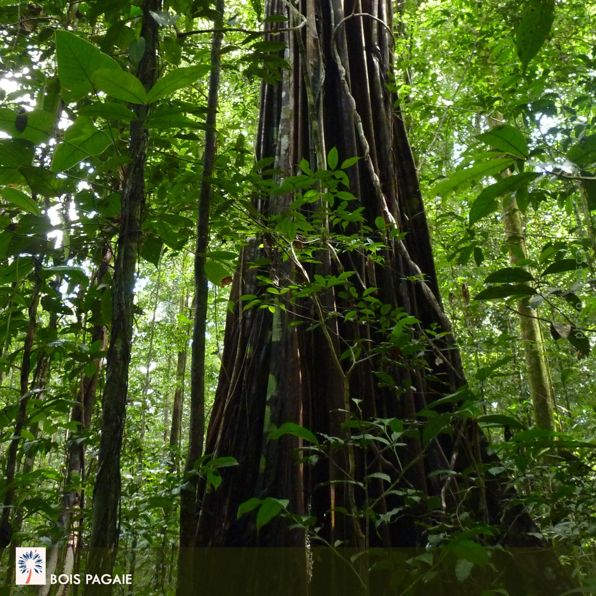 Bois Pagaie- Guyane