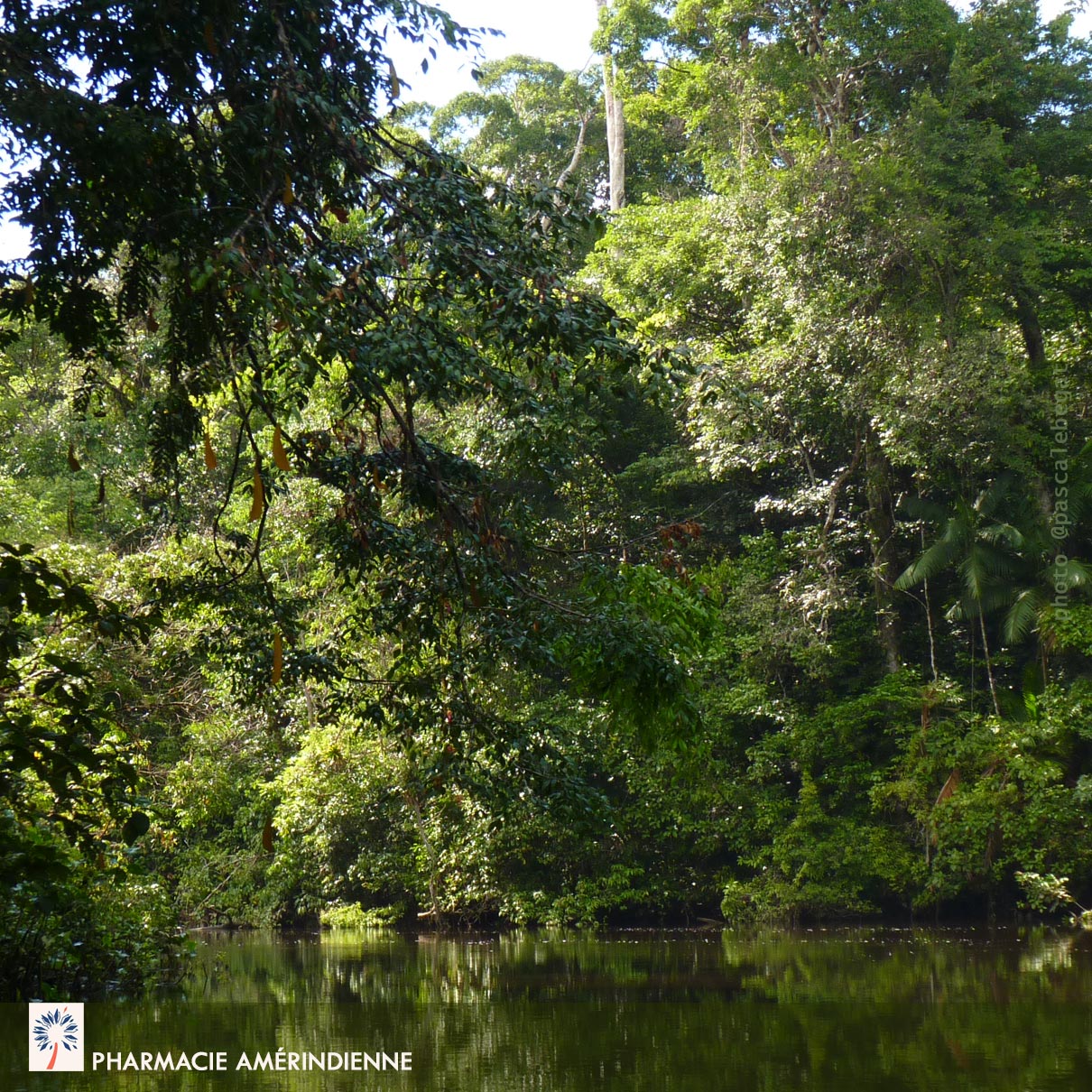 se soigner par les plantes en Amazonie