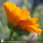 plante medicinale calendula