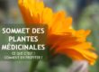 Sommet des plantes médicinales