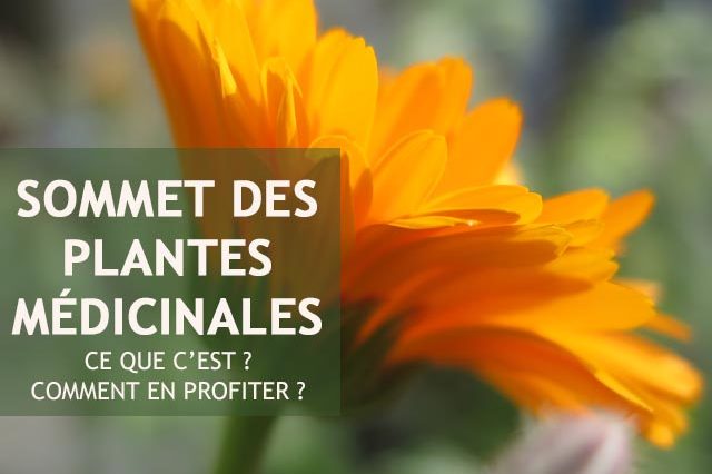 Sommet des plantes médicinales