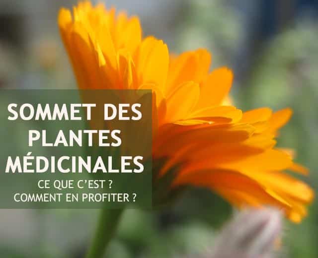 Sommet des plantes médicinales
