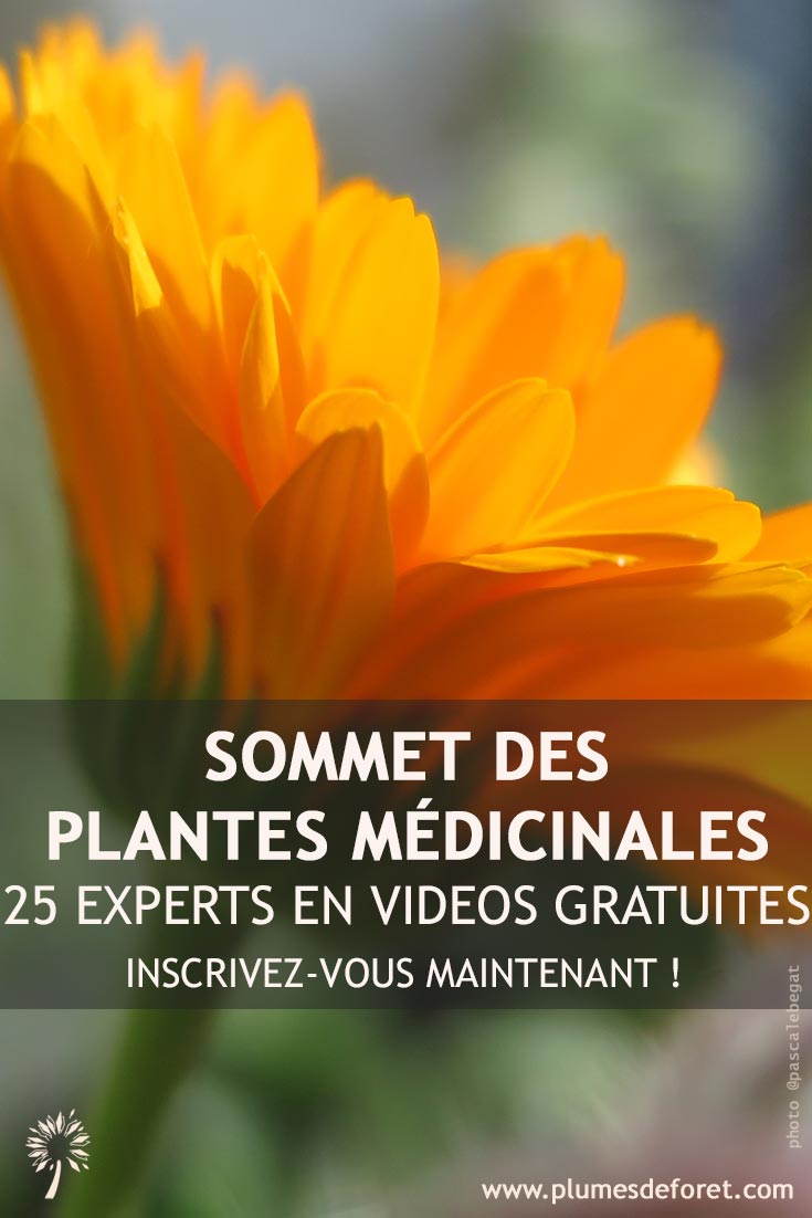 Fleur Souci - plante medicinale