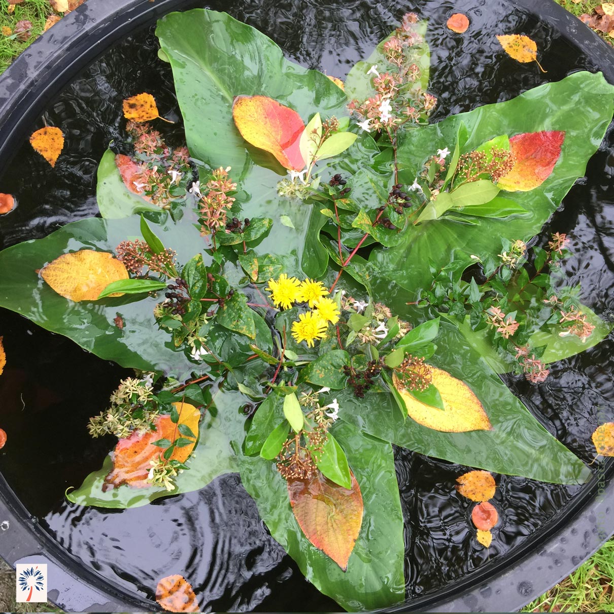 Un mandala naturel créé avec une amie