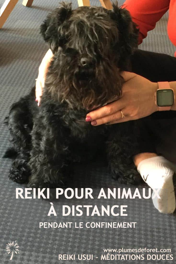 reiki animaux