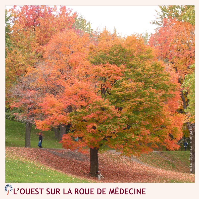 Automne - roue de médecine