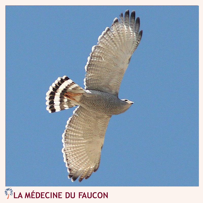 médecine faucon ouest