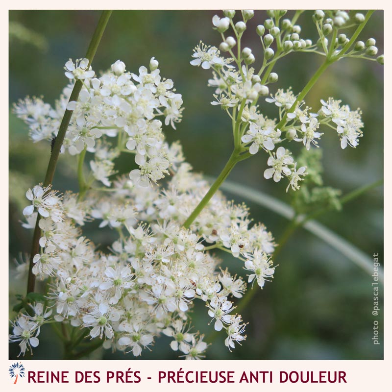 medecine des plantes - reine des prés