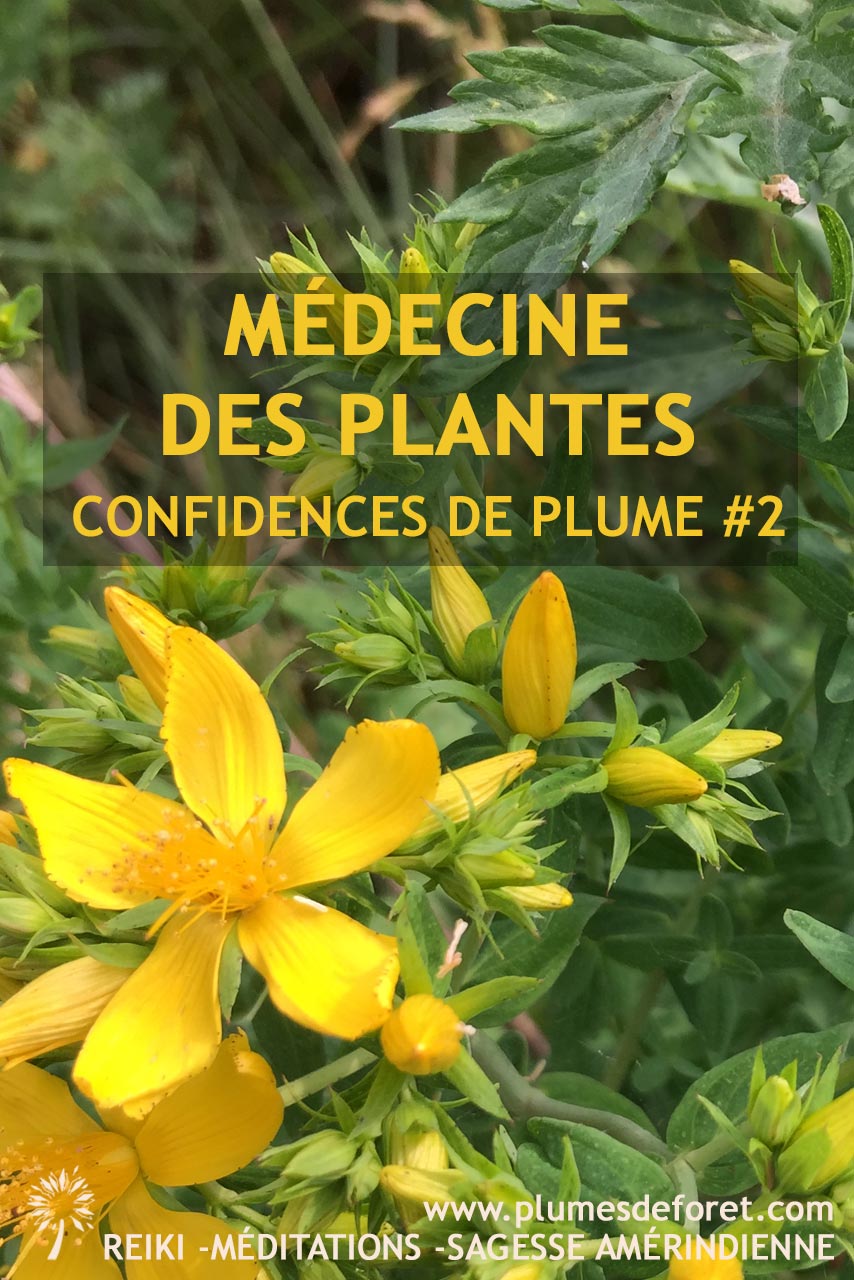 millepertuis plante médicinale