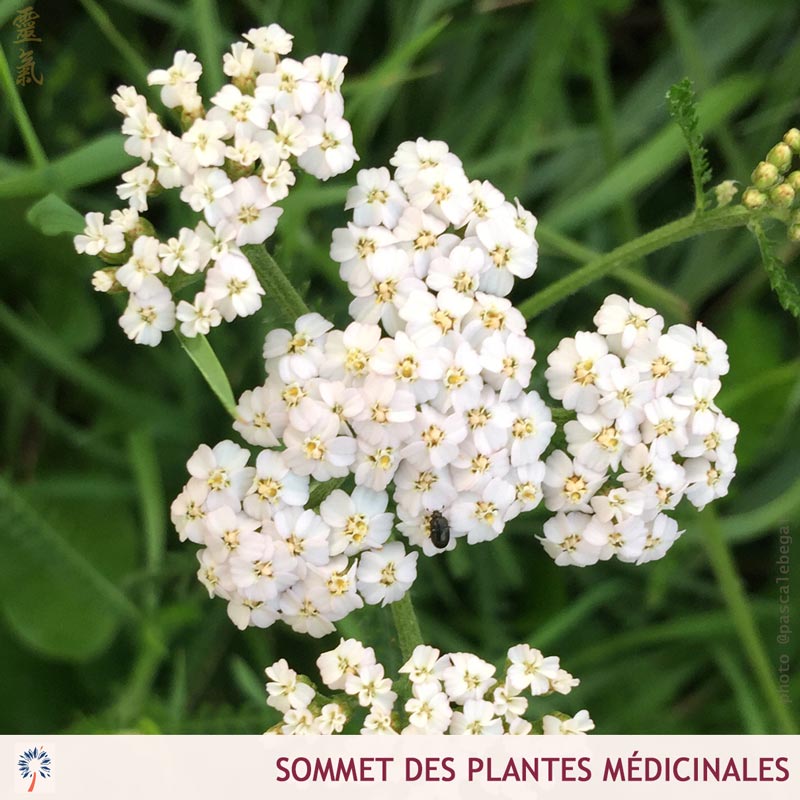 sommet plantes médicinales 2021