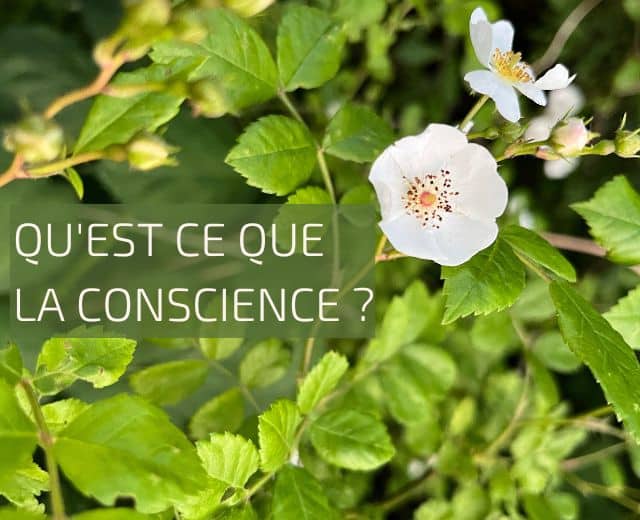 eveil des consciences