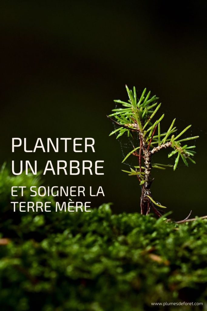 Planter un arbre et soigner