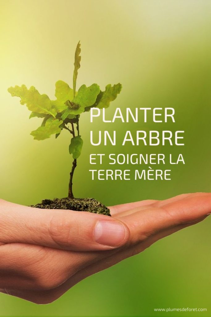 Planter un arbre